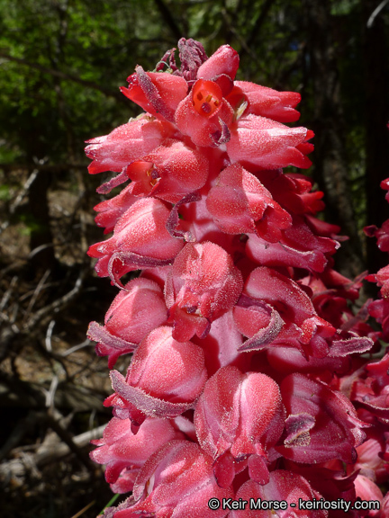 Image of snowplant