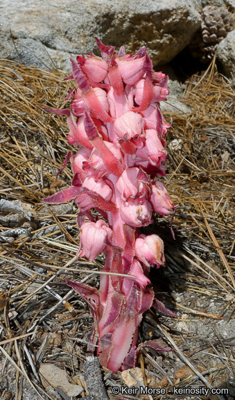 Image of snowplant