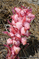 Image of snowplant