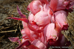 Image of snowplant