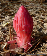 Image of snowplant