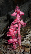 Image of snowplant