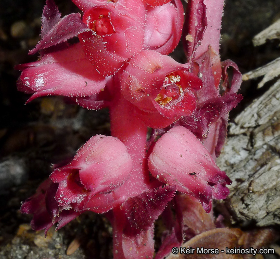 Image of snowplant