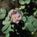 Image of pine rose