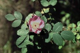 Image of pine rose