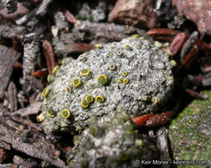 Image of Texosporium sancti-jacobi (Tuck.) Nádv.