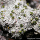 Texosporium sancti-jacobi (Tuck.) Nádv. resmi