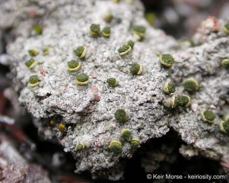 Texosporium sancti-jacobi (Tuck.) Nádv. resmi