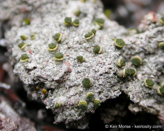 Image of Texosporium sancti-jacobi (Tuck.) Nádv.