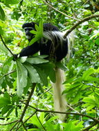 Image of Mantled Colobus