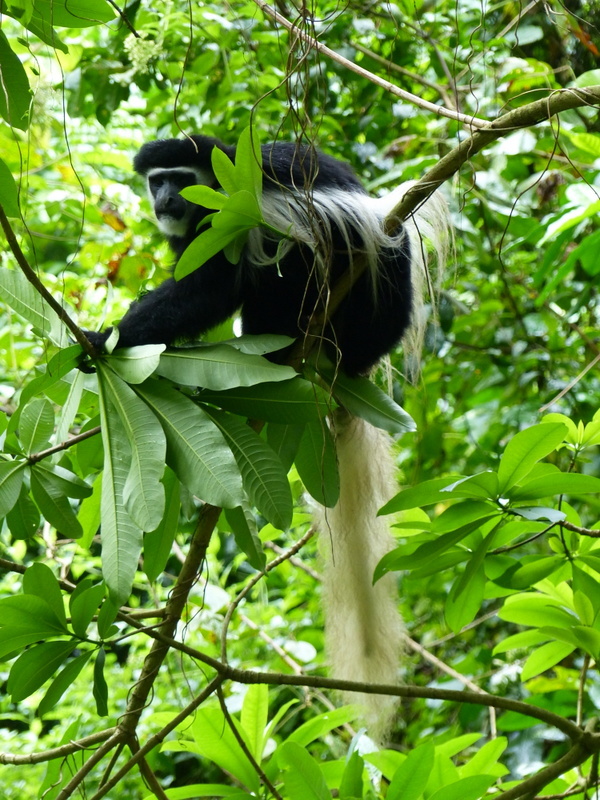 Colobus guereza Rüppell 1835 resmi