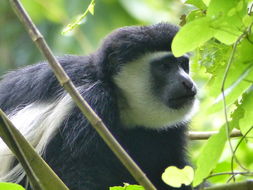 Colobus guereza Rüppell 1835 resmi