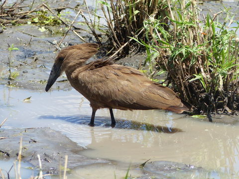 Image of Hamerkop