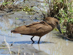 Image of Hamerkop