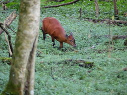 Image of East African Red Duiker