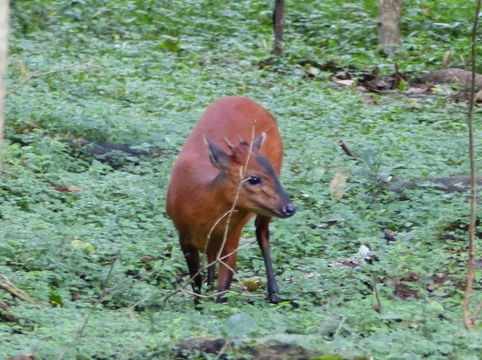 Image of East African Red Duiker