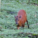 Image of East African Red Duiker