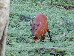 Image of East African Red Duiker