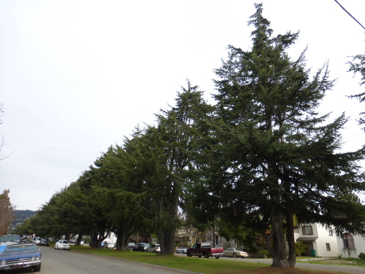 Image of Deodar cedar