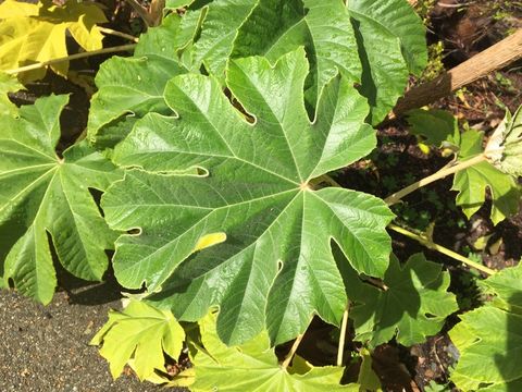 Image of Tetrapanax papyrifer (Hook.) K. Koch