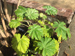 Image of fatsia