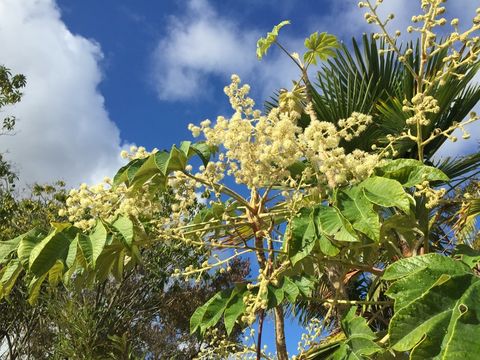 Image of Tetrapanax papyrifer (Hook.) K. Koch