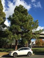 Image of Canary Island pine