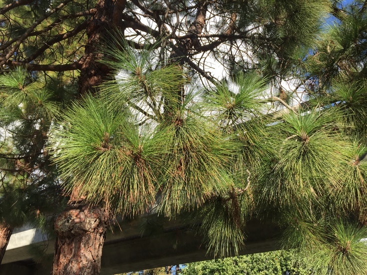 Image of Canary Island pine