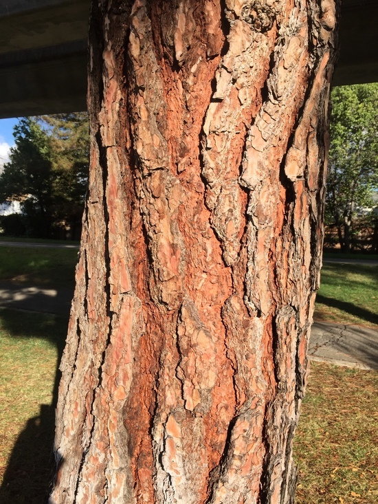 Image of Canary Island pine