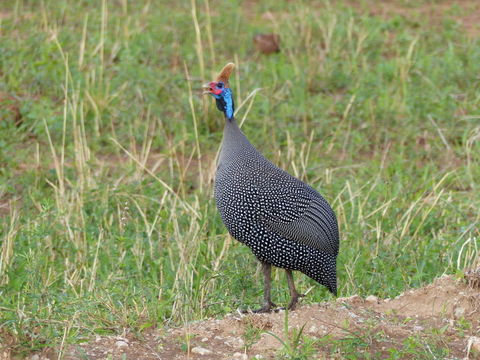 Image of Helmeted Guineafowl