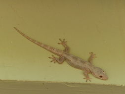 Hemidactylus platycephalus Peters 1854 resmi