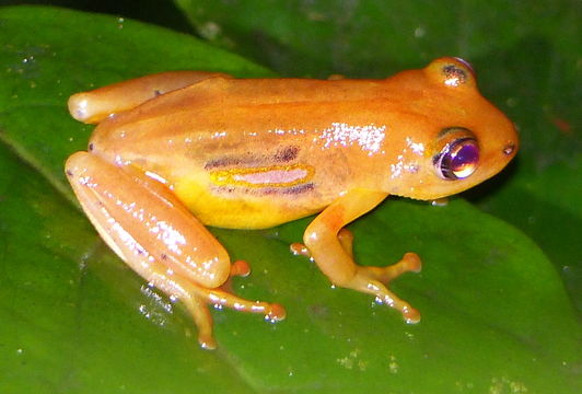 Image of Spotted reed frog