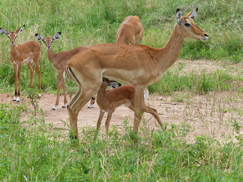 Image of Black-faced Impala