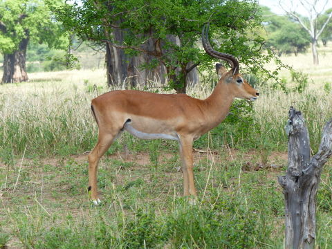 Image of Black-faced Impala