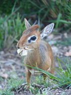 Image of Kirk's Dik-dik