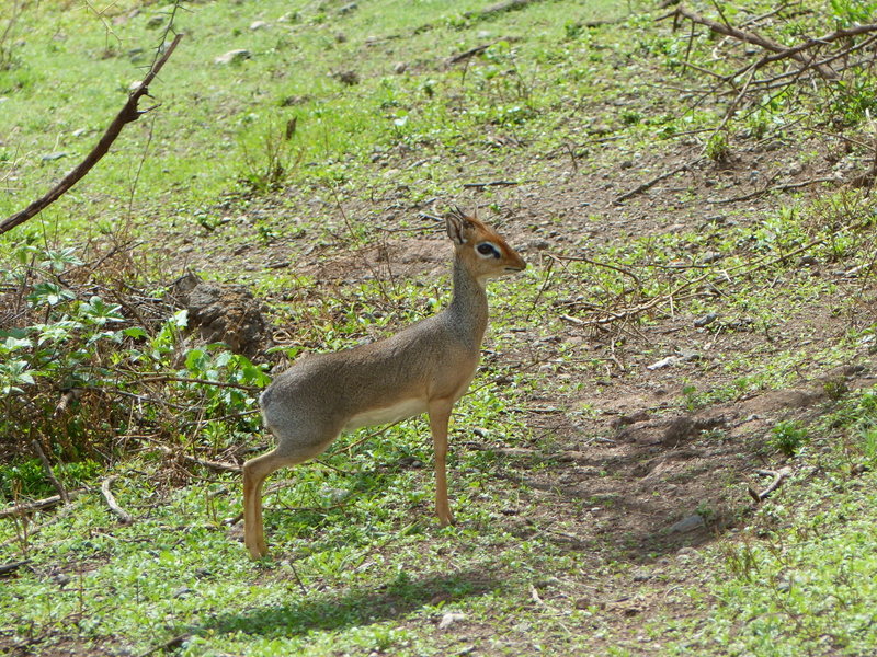 Image of Kirk's Dik-dik