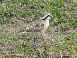 Image of Kittlitz's Plover