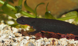 Image of Oriental Fire-bellied Newt