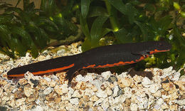 Image of Oriental Fire-bellied Newt