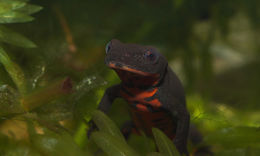 Image of Oriental Fire-bellied Newt