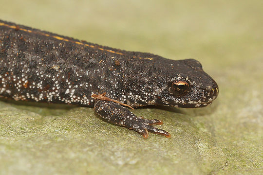 Image of Triturus ivanbureschi Arntzen & Wielstra ex Wielstra, Litvinchuk, Naumov, Tzankov & Arntzen 2013