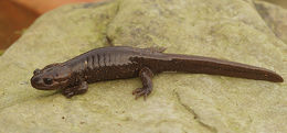 Image of Northwestern Salamander