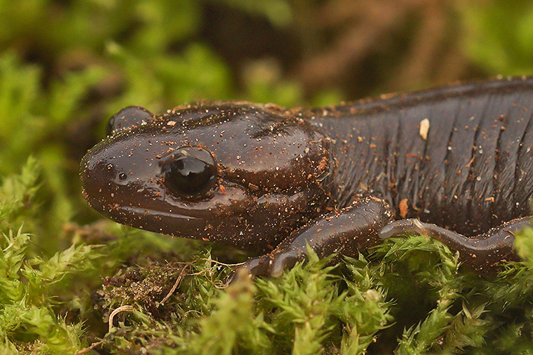 Image of Northwestern Salamander