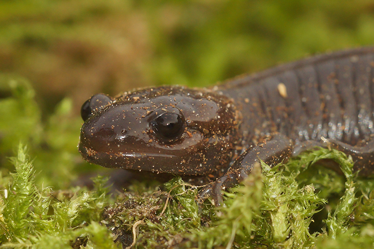 Image of Northwestern Salamander