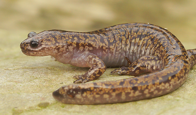 Image of Hida Salamander