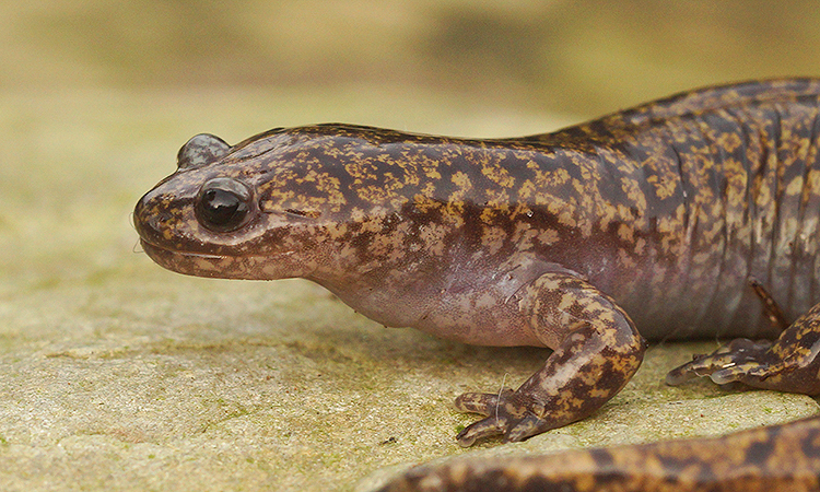 Image of Hida Salamander