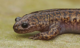 Image of Hida Salamander