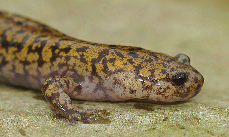 Image of Hida Salamander