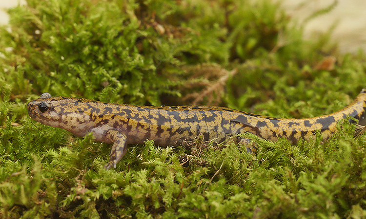 Image of Hida Salamander