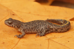 Image of Triturus ivanbureschi Arntzen & Wielstra ex Wielstra, Litvinchuk, Naumov, Tzankov & Arntzen 2013